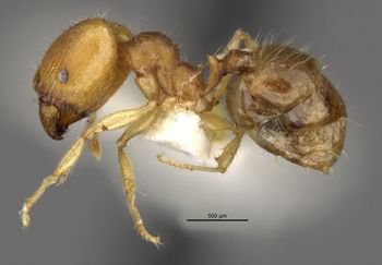 Media type: image;   Entomology 20756 Aspect: habitus lateral view